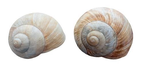 group of two snail shells, isolated image on transparent background
