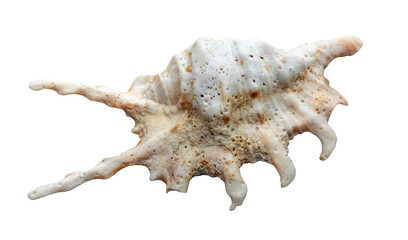 seashell, isolated image on transparent background
