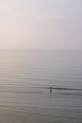 A lone heron greets the daybreak alone, its figure a solitary silhouette against the soft hues of a foggy dawn on Lake Garda