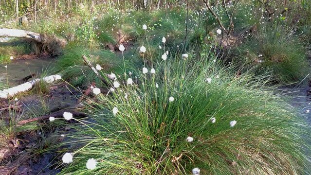 Cottongrass - Eriophorum blossoms in Długie Bagno (Long Bog) during springtime, Kampinos National Park - Poland.	