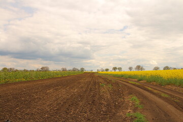 A dirt road with yellow flowers