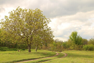 A large tree in a field