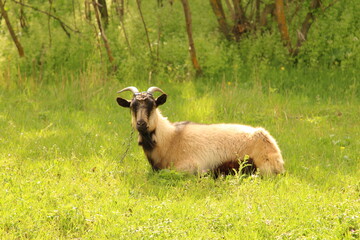 A goat lying in a grassy field