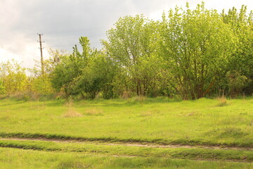 A grassy field with trees