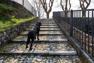 A young black Labrador retriever stands on an old staircase, surrounded by early spring touch, in a...