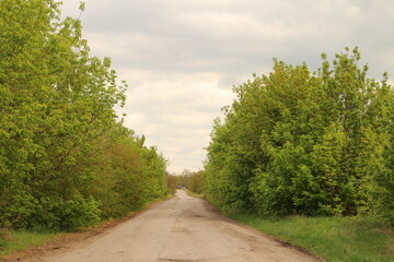 A dirt road surrounded by trees