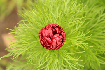 A red ball on a green plant
