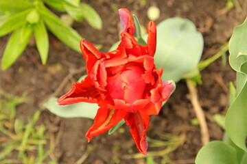 A red flower with green leaves