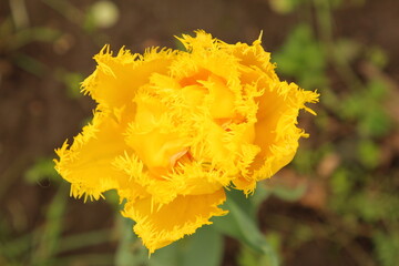 A yellow flower with a red center