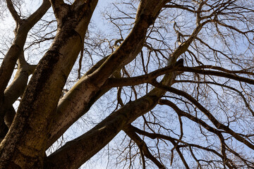 Gazing upward, the intertwined branches of a tree with early buds herald the arrival of spring,...
