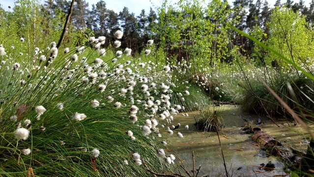 Cottongrass - Eriophorum blossoms in Długie Bagno (Long Bog) during springtime, Kampinos National Park - Poland.	