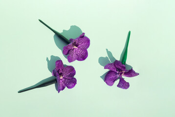 Three blooming purple orchid flowers arranged on a pastel green background. The beauty of nature on a sunny day.