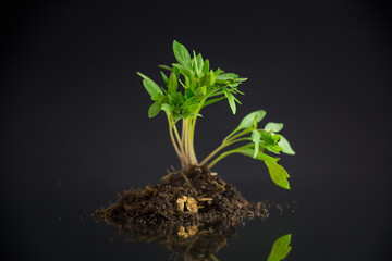 tomato seedlings in the ground, isolated on a black background