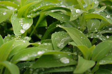 Raindrops shimmer on luch green foliage