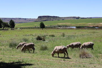 South African Sheep in the Summer, Hi-Res Stock Photography, Hilly Landscape, South Africa Photo