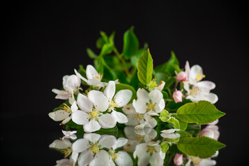 blooming apple tree flowers isolated on black background