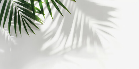  palm leaves  shadows on a white background,  for product presentation, tropical leaves shadow on white, copy space