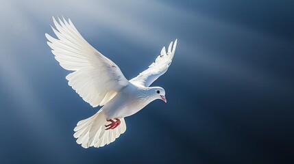 Visualize the ethereal elegance of a white dove gracefully soaring in sunlight against a backdrop of a dark blue sky.