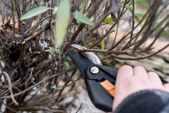 Kr&auml;uter R&uuml;ckschnitt im Fr&uuml;hling (Konzept: Salbei Salvia wird mit einer Gartenschere im Fr&uuml;hling zur&uuml;ckgeschnitten)