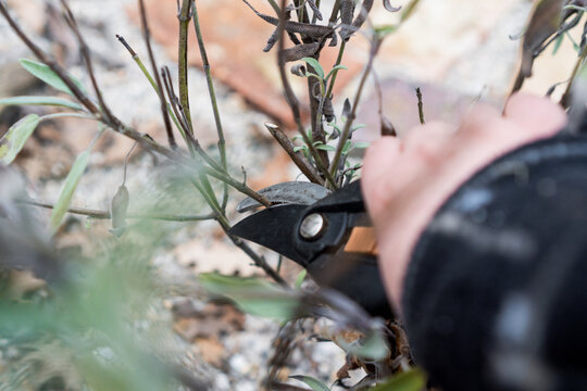 Kr&auml;uter R&uuml;ckschnitt im Fr&uuml;hling (Konzept: Salbei Salvia wird mit einer Gartenschere im Fr&uuml;hling zur&uuml;ckgeschnitten)