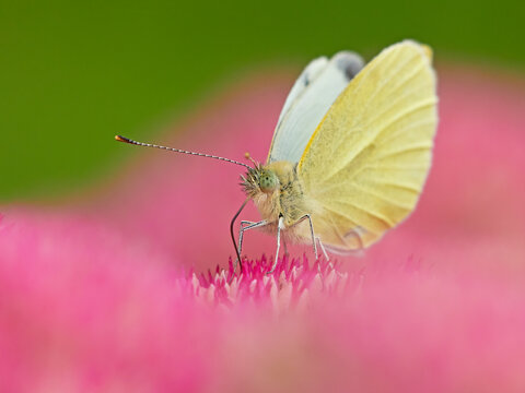 Small white butterfly (Pieris napi) feeding on sedum Wales, UK. September. 