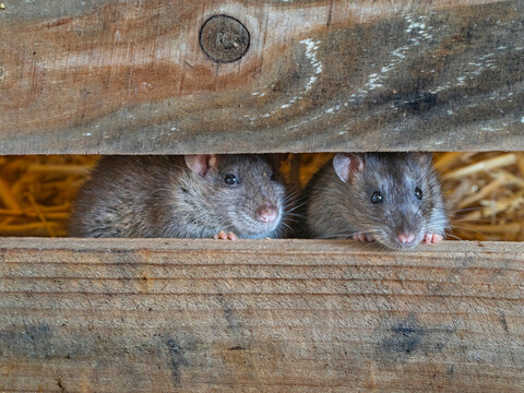 Brown Rats (Rattus norvegicus) in farm barn , England, UK. 