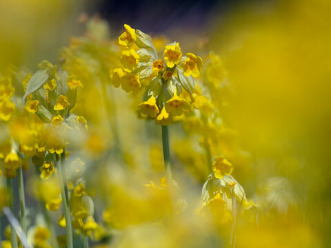 Cowslips (Primula veris) growing in grass pasture on organic farm in Norfolk 