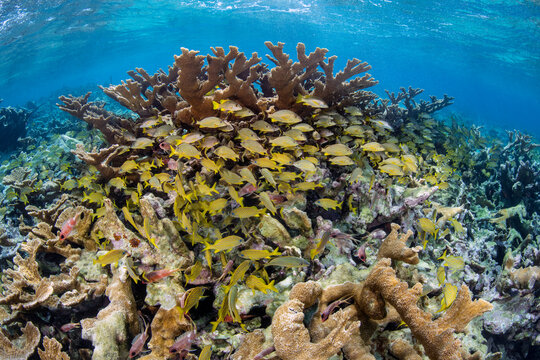 Mixed school of Bluestriped grunts (Haemulon sciurus), French grunts (Haemulon flavolineatum) and Schoolmasters ( Lutjanus apodus) shelter in Elkhorn corals (Acropora palmata) growing in shallow water