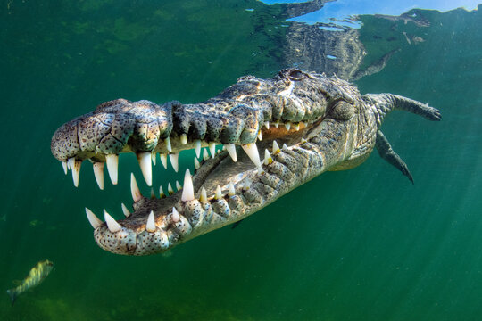 American crocodile (Crocodylus acutus) swims through sunrays. Jardines de la Reina, Gardens of the Queen National Park, Cuba. Caribbean Sea. 