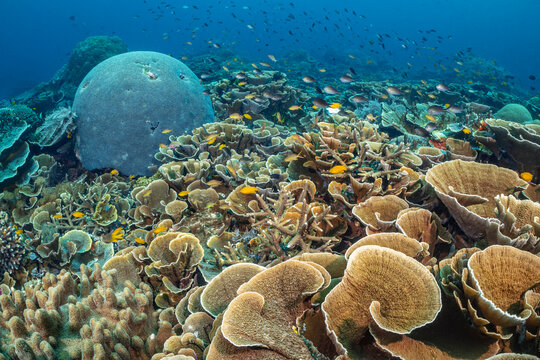 Rich coral garden with hard corals (Montipora sp), Brain coral (Goniastrea sp, Lobophytum sp.) and lots of Lemon damsel (Pomacentrus moluccensis) and Ternate chromis fish (Chromis ternatenis). Ruvus I