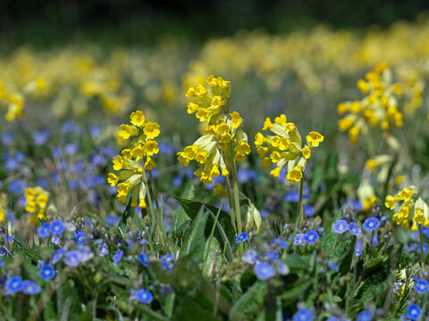 Cowslips (Primula veris) flowering in grass pasture, Norfolk,UK, April. 