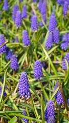 purple flowers of muscari
