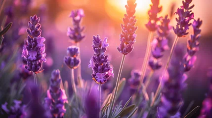 Kussenhoes Blooming lavender flowers at sunset in Provence France © Hassan