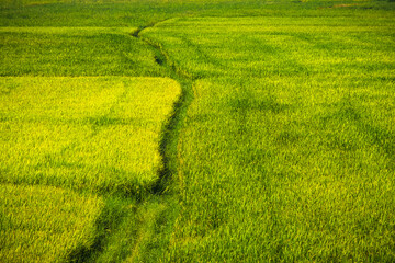 Green Rice field. Ripe rice field landscape on the farm.