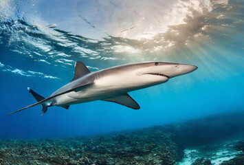 Fototapeta premium Two dolphins happily swimming in the ocean