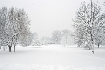 Fototapeta premium A heavy snowstorm blankets a city park - transforming the landscape into a serene white expanse dotted with the outlines of bare trees
