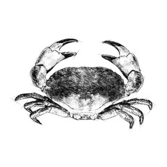 Outline crab Hand drawn sketch black and white color