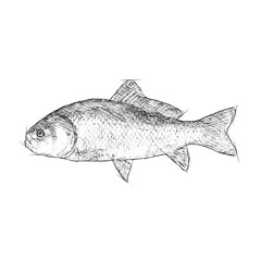 Outline fish Hand drawn sketch black and white color Psd file