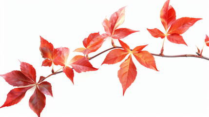 Branch of autumn red virginia creeper leaves isolated