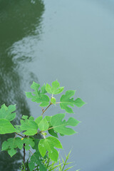 green plant over water