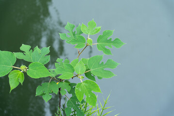 green plant over water