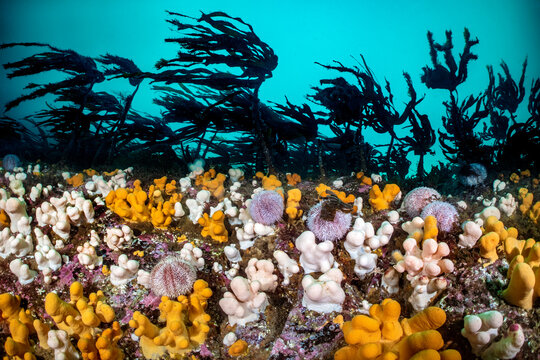 Colourful soft corals / Dead man's fingers (Alcyonium digitatum) and common sea urchins (Echinus esculentus) mass beneath a Cuvie kelp forest (Laminaria hyperborea). St Abbs, Scotland, United Kingdom.
