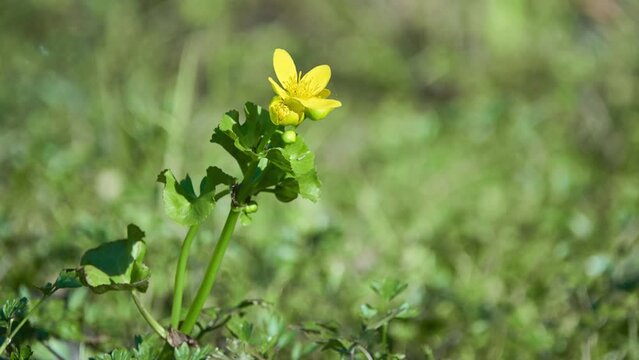 Caltha palustris, known as marsh-marigold and kingcup, is small to medium size perennial herbaceous plant of buttercup family, native to marshes, fens, ditches and wet woodland.