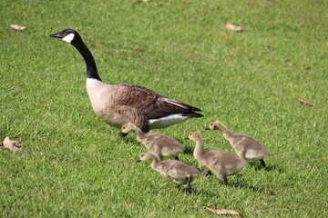 Canadian Goose with Babies