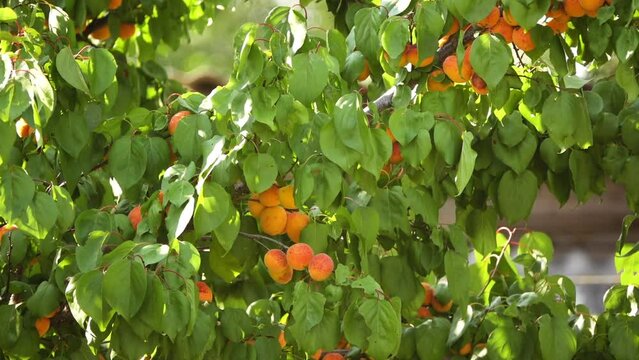 Orange apricot fruit. An apricot is fruit, or tree that bears the fruit, of several species in genus Prunus (stone fruits). Usually, an apricot is from species Prunus armeniaca.