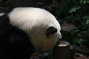 Close up Happy Giant Panda, Chengdu, China