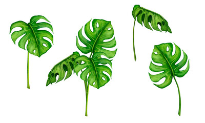 Tropical leaves of Monstera. Set of watercolor cliparts. Realistic botanical illustration. Design elements for invitations, posters, postcards, greeting cards, banners, stationery, fabric printing. - obrazy, fototapety, plakaty