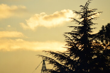 Warm sunset sky with tree silhouette, perfect for captivating stock imagery  © Amaro