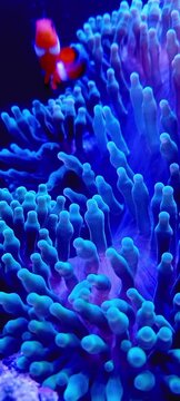 coral reef in aquarium nemo fish anemones mutualism