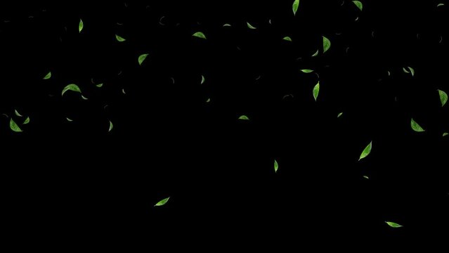 Slow motion of Green Leaves falling with Alpha Channel, Autumn spring season leaves fall motion graphic background